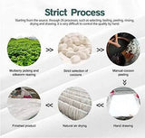 100 Percent Tussah Silk Breathable Cotton Comforter - Calmora - Sleep Galleria
